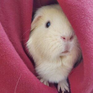 Meet your Posher, Cali